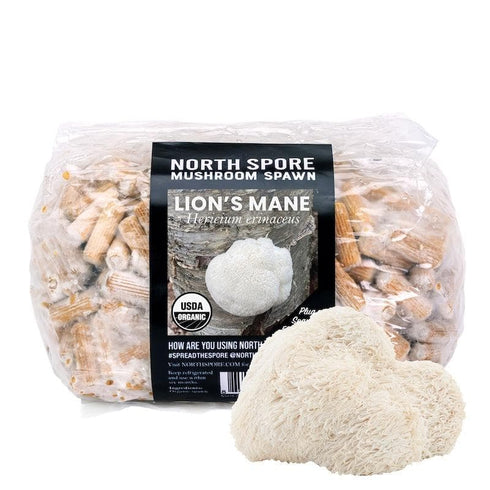 Organic Lion's Mane Mushroom Plug Spawn